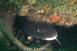 Big conger under a sunk WW2 amphibious Valentine tank in ... by Ian Johnston 